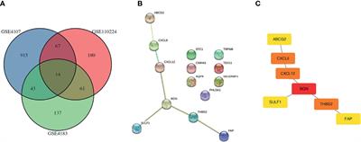 Prognostic and Predictive Value of BGN in Colon Cancer Outcomes and Response to Immunotherapy